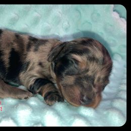 Dachshund and Pug Puppies from Wiggle'n V Ranch