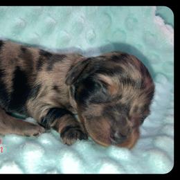 Dachshund and Pug Puppies from Wiggle'n V Ranch