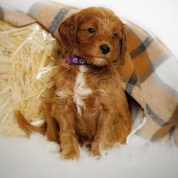 Eerie - Red  male Goldendoodle puppy in Mendon, Massachusetts from Comfort & Cuddle Co