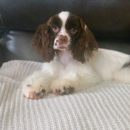 Anna - Brown and white Cocker Spaniel puppy in Delphi, Indiana from Benchmark Cockers