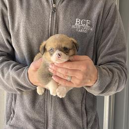 Maddy - Male 2 - Fawn male Pembroke Welsh Corgi puppy in Jefferson, South Carolina from Blue Creek Farms