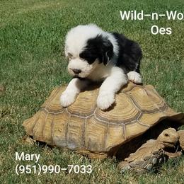 Old English Sheepdog Puppies from Wild-n-Woolly Old English Sheepdogs