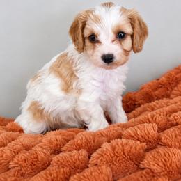Red- Autumn - female Cavapoochon puppy in Kountze, Texas from CaviCajun Kennels