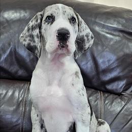 Patch - Mantle merle male Great Dane puppy in Castle Rock, Washington from Uber Alles Great Danes
