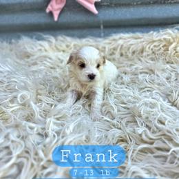 Frank - male Cavapoochon puppy in Bullard, Texas from Cavapoochon Central LLC