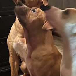 American Bullies from E&M