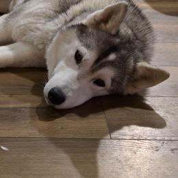 Lily - Siberian Husky