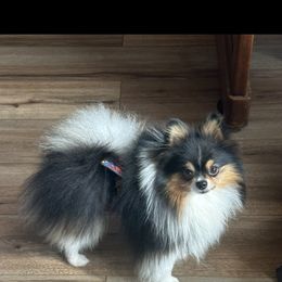 Cruz - Pomeranian