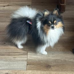 Cruz - Pomeranian