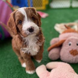 Joe - Red male Australian Labradoodle puppy in Londonderry, New Hampshire from Granite State Labradoodles