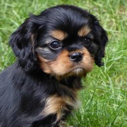 Cavalier King Charles Spaniel Puppies from Streffield Cavaliers