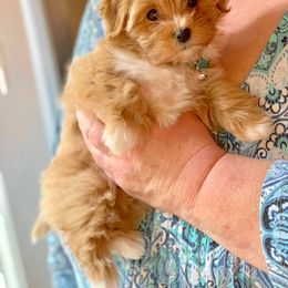 Havanese All Grown Up from Littlepage's Havanese