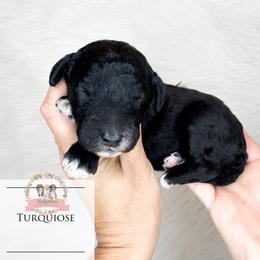 Turquoise - Black and white female Aussiedoodle puppy in Corydon, Indiana from Ridgeline Doodles