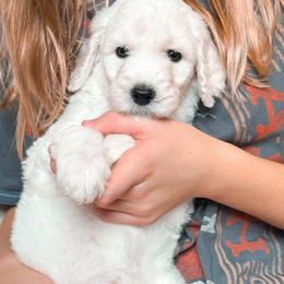 Poodle Puppies from Woofadoodles