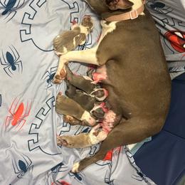 Girl 3 - Blue female Boston Terrier puppy in Red Rock, Arizona from Cortes Boston Terriers