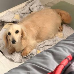 Maple - Cream female Dachshund puppy in Martinsville, Virginia from Ana’s Beautiful Doxies