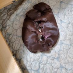 Boykin Spaniel and Cockapoo Puppies from Waddell-Kennels