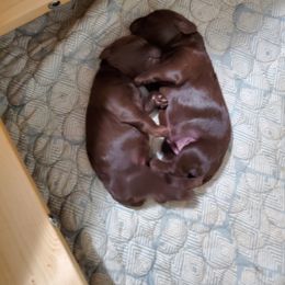 Boykin Spaniel and Cockapoo Puppies from Waddell-Kennels