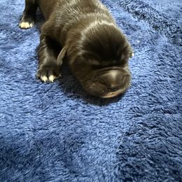 Mercury - Black male Newfoundland puppy in Shepherd, Montana from Crystal Waters Newfoundlands