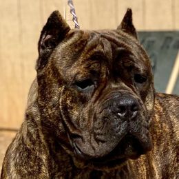 Cane Corso from S  Forty Ranch Cane Corso