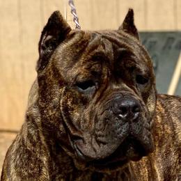 Cane Corso from S  Forty Ranch Cane Corso