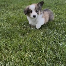 Pembroke Welsh Corgi Puppies from Sugarbush Corgis