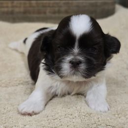 Bri - Liver and white female Shih Tzu puppy in Mountain Grove, Missouri from Precious Puppies
