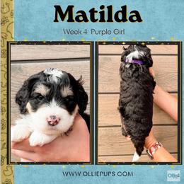 Matilda (Purple girl) - Tri-color female Bernedoodle puppy in Boiling Springs, South Carolina from OlliePups, LLC