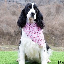 Raven - English Springer Spaniel