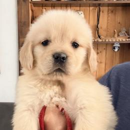 Red Flower Collar girl - Golden female Golden Retriever puppy in Garrison, Montana from Mattiaci Goldens