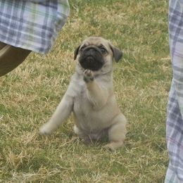 Pug Puppies from Harmony Pugs