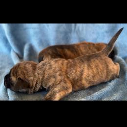 Leonardo - Brindle male Mastiff puppy in Wewoka, Oklahoma from P Diamond Mastiffs