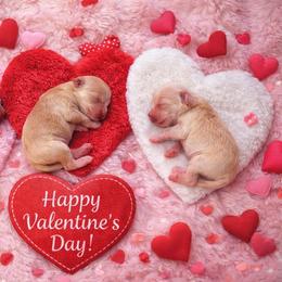Maltipoo puppies from Dream on puppies