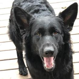 Berger Blanc Suisses and German Shepherds from Von Wulfgeist Shepherds