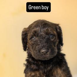 Green boy - Sable male Goldendoodle puppy in Houston, Texas from Bay Area Doodles