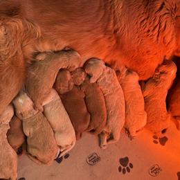 Goldendoodle Puppies from North Star Dog Training