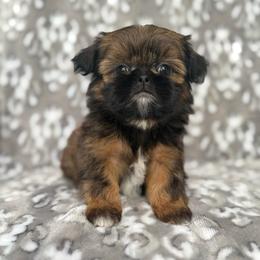 Zeno - Gold male Shih Tzu puppy in Shawnee, Oklahoma from Black Velvet Shih Tzu