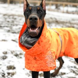 Doberman Pinscher Puppies from Imperium Dobermann Kennel