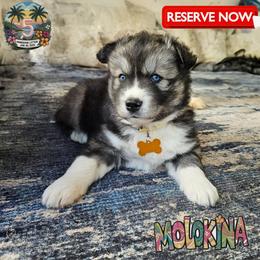 Molokina - Agouti and white female Siberian Husky puppy in Sherwood, Oregon from Whiskey River Siberians