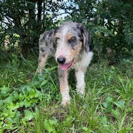 Chase - Blue merle male Bordoodle puppy in Winnsboro, Texas from Pecan Grove Pups