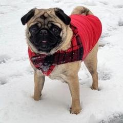 Pug Puppies from Daisy Neese's Pugs
