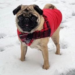 Pug Puppies from Daisy Neese's Pugs