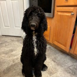 Shadow - Black female Poodle puppy in Jesup, Georgia from Altamaha Mud Poodles LLC.