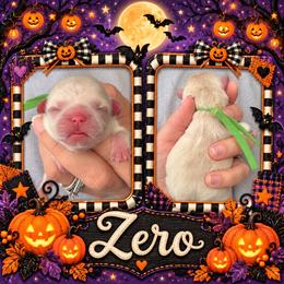 Zero - Cream and white male Shih Tzu puppy in Connersville, Indiana from Sugar and Spice Shihtzus