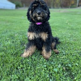 Goldendoodle Puppies from JEM’s doodles