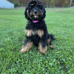 Goldendoodle Puppies from JEM’s doodles