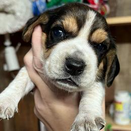 Blue Collar - Black tan and bluetick male Beagle puppy in Jasper, Texas from Beech Grove Beagles