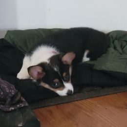 American Corgis, Collies, and Pembroke Welsh Corgis from Voneida Collies & Corgis