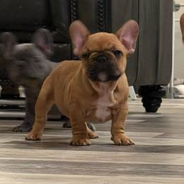 Jr - Fawn and white male French Bulldog puppy in Willis, Texas from Maranda Cianceruso