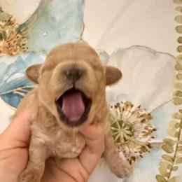 Boy 2 - Red male Maltipoo puppy in California from Yorkie & Maltese Royalty